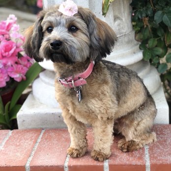 Petco - Face feet and fanny trim back in April - Pet Stores Near Me - Mission Viejo, California Petco - Face feet and fanny trim back in April - Pet Stores Near Me - Mission Viejo, California