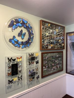 The Original Mackinac Island Butterfly House & Insect World by null