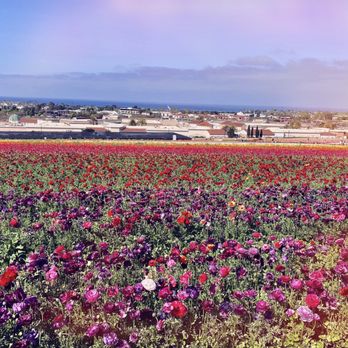 The Flower Fields - Venues & Event Spaces Near Me - Carlsbad, California The Flower Fields - Venues & Event Spaces Near Me - Carlsbad, California