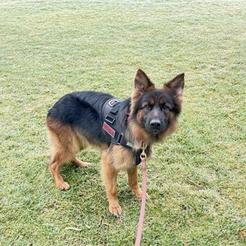 I-Guard International - Kora - Pet Training Near Me - Otis Orchards, Washington I-Guard International - Kora - Pet Training Near Me - Otis Orchards, Washington