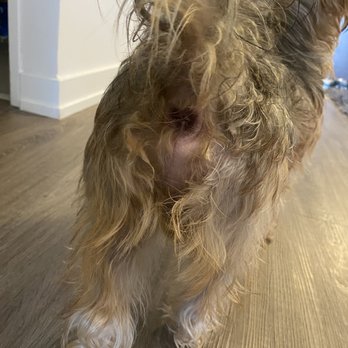 The Puppy's Place - Completely shaved my dogs bum. This is not a sanitary trim. The staff is inexperienced and careless - Pet Stores Near Me - Ajax, Ontario The Puppy's Place - Completely shaved my dogs bum. This is not a sanitary trim. The staff is inexperienced and careless - Pet Stores Near Me - Ajax, Ontario
