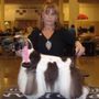 Photo of Vicky's Pet Grooming