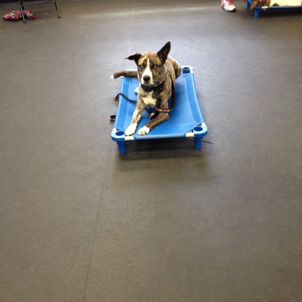 K9 Connection - Pet Training Near Me - Buffalo, New York K9 Connection - Pet Training Near Me - Buffalo, New York