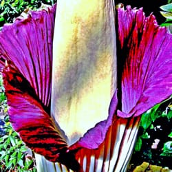 Jardin Botanique National de Belgique - Arum titan