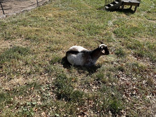 Manor Hill Brewing by null