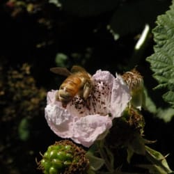 Tugwell Creek Honey Farm & Meadery