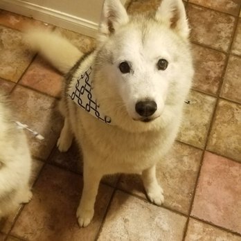 Pet Spaw - Dallas all clean and beautiful - Pet Groomers Near Me - Glendora, California