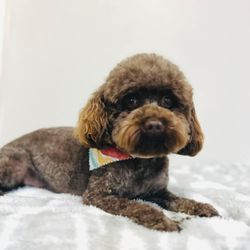 Happy Tails Grooming - Little Toby