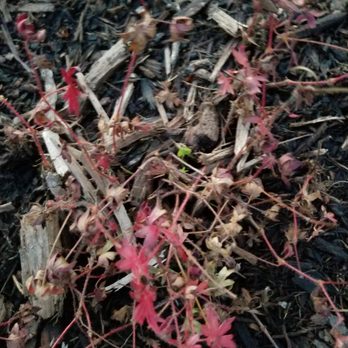 Blumen Gardens - example of their plants short time after they planted. - Nurseries & Gardening Near Me - Sycamore, Illinois