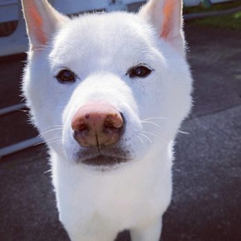 Furry Care - Dog Walkers Near Me