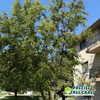 Precise Tree Care - Tree Services Near Me - Frankfort, Illinois Precise Tree Care - Tree Services Near Me - Frankfort, Illinois