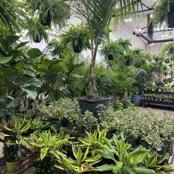 Terra Bella Nursery - The DJ was hidden behind this plants - Nurseries & Gardening Near Me - San Diego, California Terra Bella Nursery - The DJ was hidden behind this plants - Nurseries & Gardening Near Me - San Diego, California