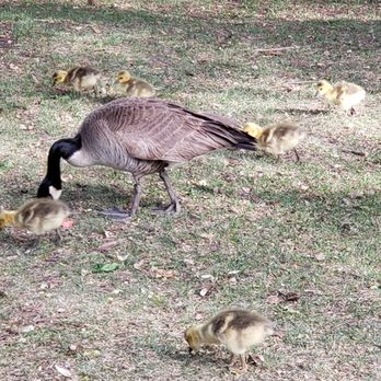 Bar Willow Eatery - Canadian geese and their goslings just outside the restaurant - Tapas/Small Plates Near Me - Regina, Saskatchewan Bar Willow Eatery - Canadian geese and their goslings just outside the restaurant - Tapas/Small Plates Near Me - Regina, Saskatchewan