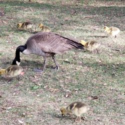 Bar Willow Eatery - Canadian geese and their goslings just outside the restaurant