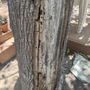 Photo of D's R Trees