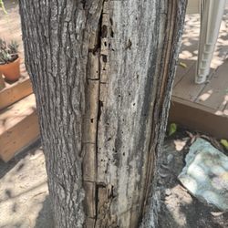 D's R Trees - Sick tree