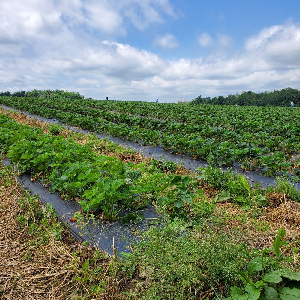 Lakeland Orchard - Attraction Farms Near Me - Scott Township, Pennsylvania
