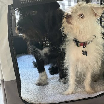 Club K9 - Jack and Bug love Club K9! - Pet Boarding Near Me - Sunol, California Club K9 - Jack and Bug love Club K9! - Pet Boarding Near Me - Sunol, California