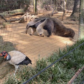 Caldwell Zoo - Zoos Near Me - Tyler, Texas Caldwell Zoo - Zoos Near Me - Tyler, Texas