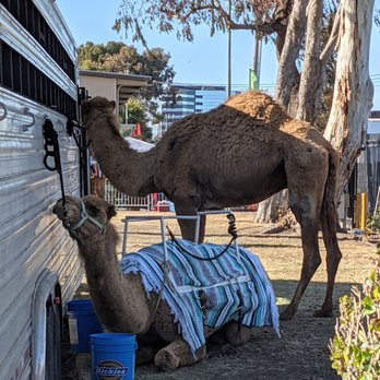 San Mateo County Fair - camel rides outside - Festivals Near Me - San Mateo, California