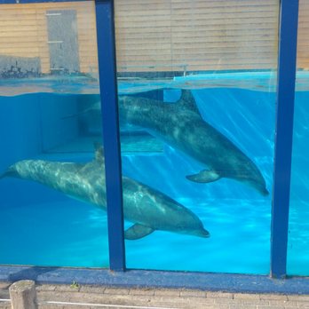 Dolfinarium - Dolfinen panorama - Aquariums Near Me - Harderwijk, GE