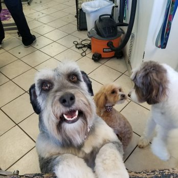 Shampooch Pet Grooming - Foxy is ready to go home. Looking good and feeling gorgeous! - Pet Groomers Near Me - Chula Vista, California Shampooch Pet Grooming - Foxy is ready to go home. Looking good and feeling gorgeous! - Pet Groomers Near Me - Chula Vista, California