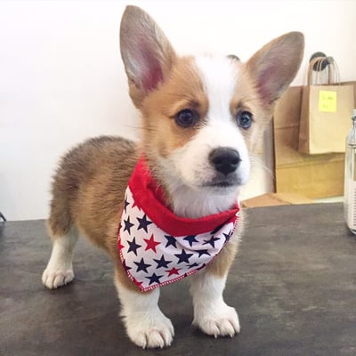 Amelie's Bark Shop by null