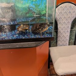Top of China Buffet - Turtles in the small aquarium.