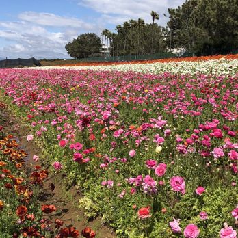 The Flower Fields - Flower fields - Venues & Event Spaces Near Me - Carlsbad, California