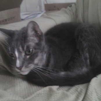 Homeless To Forever Foundation - Jazz - a senior kitty - Pet Adoption Near Me - Arcadia, California Homeless To Forever Foundation - Jazz - a senior kitty - Pet Adoption Near Me - Arcadia, California
