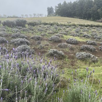 Ali'i Kula Lavender - Tours Near Me - Kula, Hawaii Ali'i Kula Lavender - Tours Near Me - Kula, Hawaii