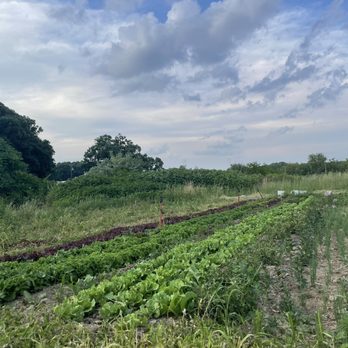 Blackberry Meadows Farm - rows of crops in a field - Farmers Market Near Me - Natrona Heights, Pennsylvania Blackberry Meadows Farm - rows of crops in a field - Farmers Market Near Me - Natrona Heights, Pennsylvania