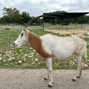 Natural Bridge Wildlife Ranch - one of the many friendly animals we saw from our car - Ranches Near Me - San Antonio, Texas Natural Bridge Wildlife Ranch - one of the many friendly animals we saw from our car - Ranches Near Me - San Antonio, Texas