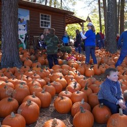 Family Farm - Lots of pumpkins!