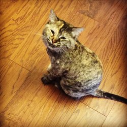 Petsense - After her haircut!!