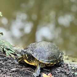 Morikami Museum & Japanese Gardens - Turtle Time at the gardens