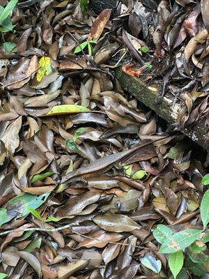 Tropical Spice Garden by null