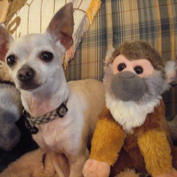 Sunnyvale Veterinary Clinic - Eddie and his Monkey friend when We first got him - Veterinarians Near Me - Sunnyvale, California