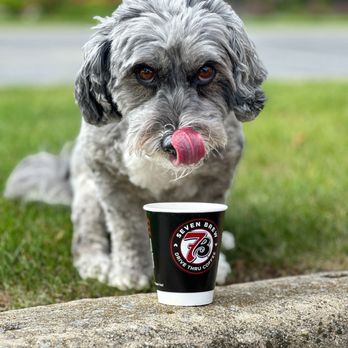 7 Brew Coffee - Duke having his free pup cup - Coffee & Tea Near Me - Carpentersville, Illinois 7 Brew Coffee - Duke having his free pup cup - Coffee & Tea Near Me - Carpentersville, Illinois