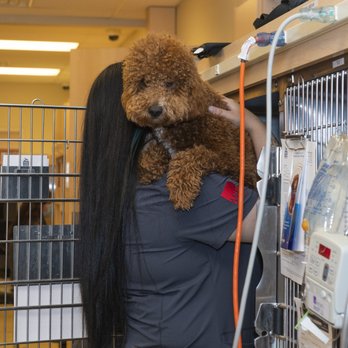 West Loop Veterinary Care - Veterinarians Near Me - Chicago, Illinois West Loop Veterinary Care - Veterinarians Near Me - Chicago, Illinois