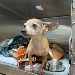Acacia Pet Hospital