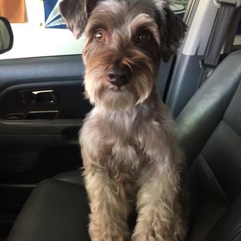 White Rock Pet Grooming - Pet Groomers Near Me - Dallas, Texas