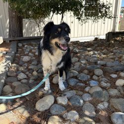 Cottage Veterinary Care - My boy being comfortable and happy on his final day