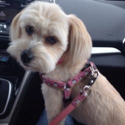 North Spokane Veterinary Clinic - Ella after the vet