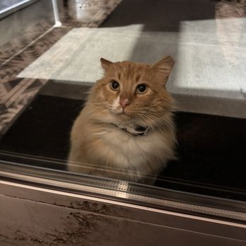 Billy Yanks - Patio Cat - Whiskey Bars Near Me - Hamilton, Ohio