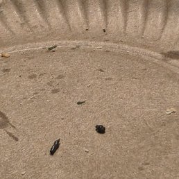 2 droppings on the same plate my bread sticks were sitting on.. 2 droppings on the same plate my bread sticks were sitting on..