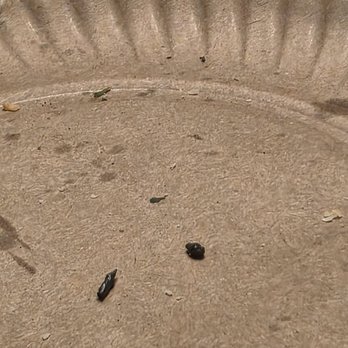Manhattan Pizzeria - 2 droppings on the same plate my bread sticks were sitting on.. - Pizza Near Me - Indianapolis, Indiana Manhattan Pizzeria - 2 droppings on the same plate my bread sticks were sitting on.. - Pizza Near Me - Indianapolis, Indiana