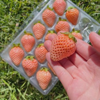 Seiwa Market - Awayuki strawberries! - International Grocery Near Me - Costa Mesa, California Seiwa Market - Awayuki strawberries! - International Grocery Near Me - Costa Mesa, California