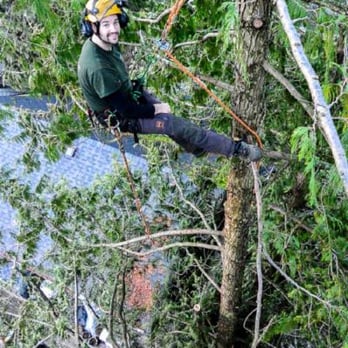 George Amos Tree Care - Tree Services Near Me - North Vancouver, British Columbia George Amos Tree Care - Tree Services Near Me - North Vancouver, British Columbia