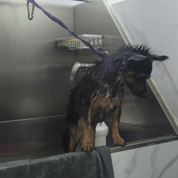 Pet’s Friend Mobile Grooming - Taking a shower with no mussels - Pet Groomers Near Me Pet’s Friend Mobile Grooming - Taking a shower with no mussels - Pet Groomers Near Me
